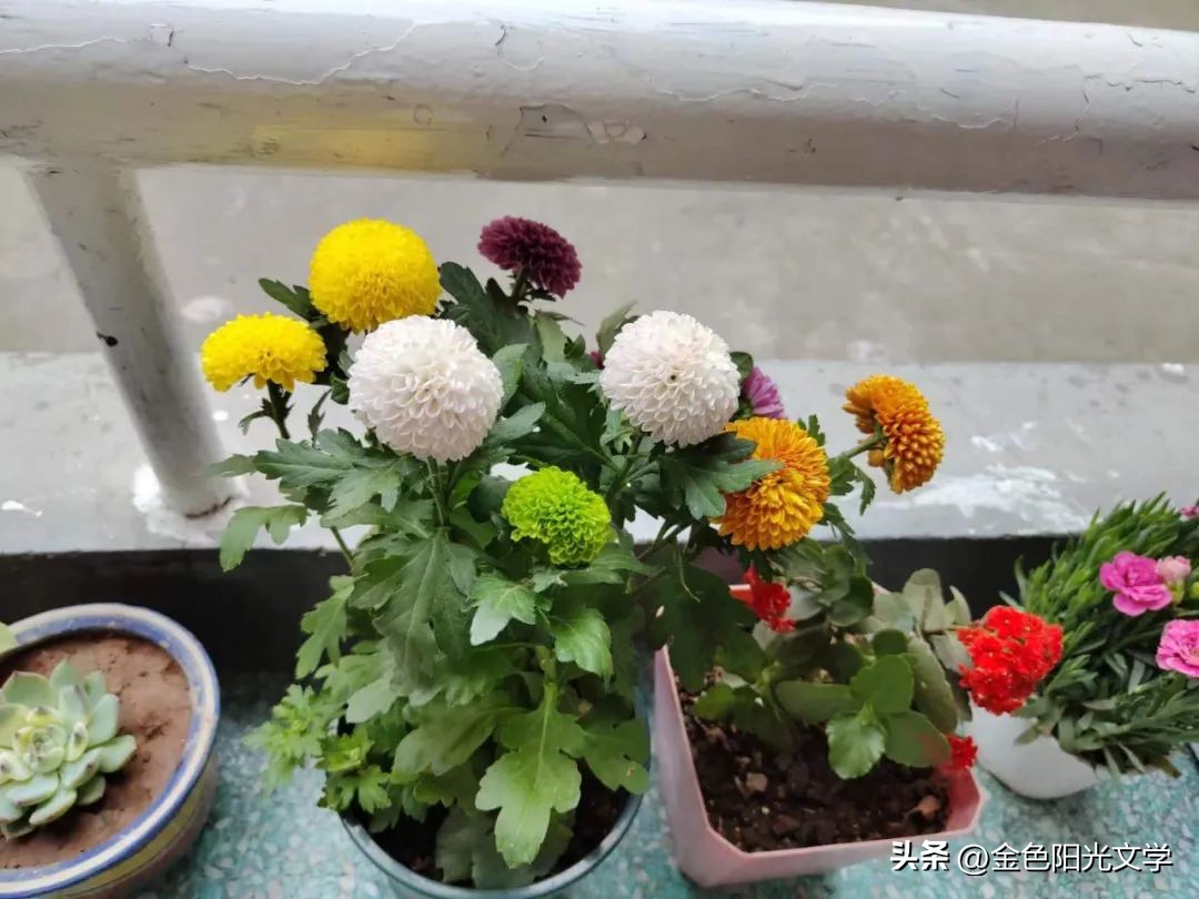 我爱秋天二年级写话,小学生二年级优秀写话