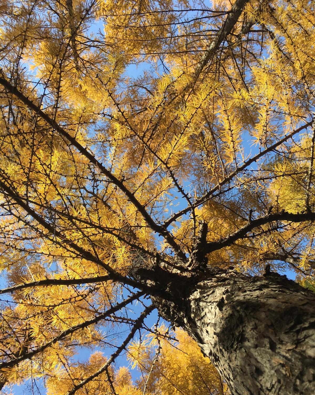 *光脱**犹太人女人衣服，集体*杀屠**，老照片再现变态的纳粹德国！