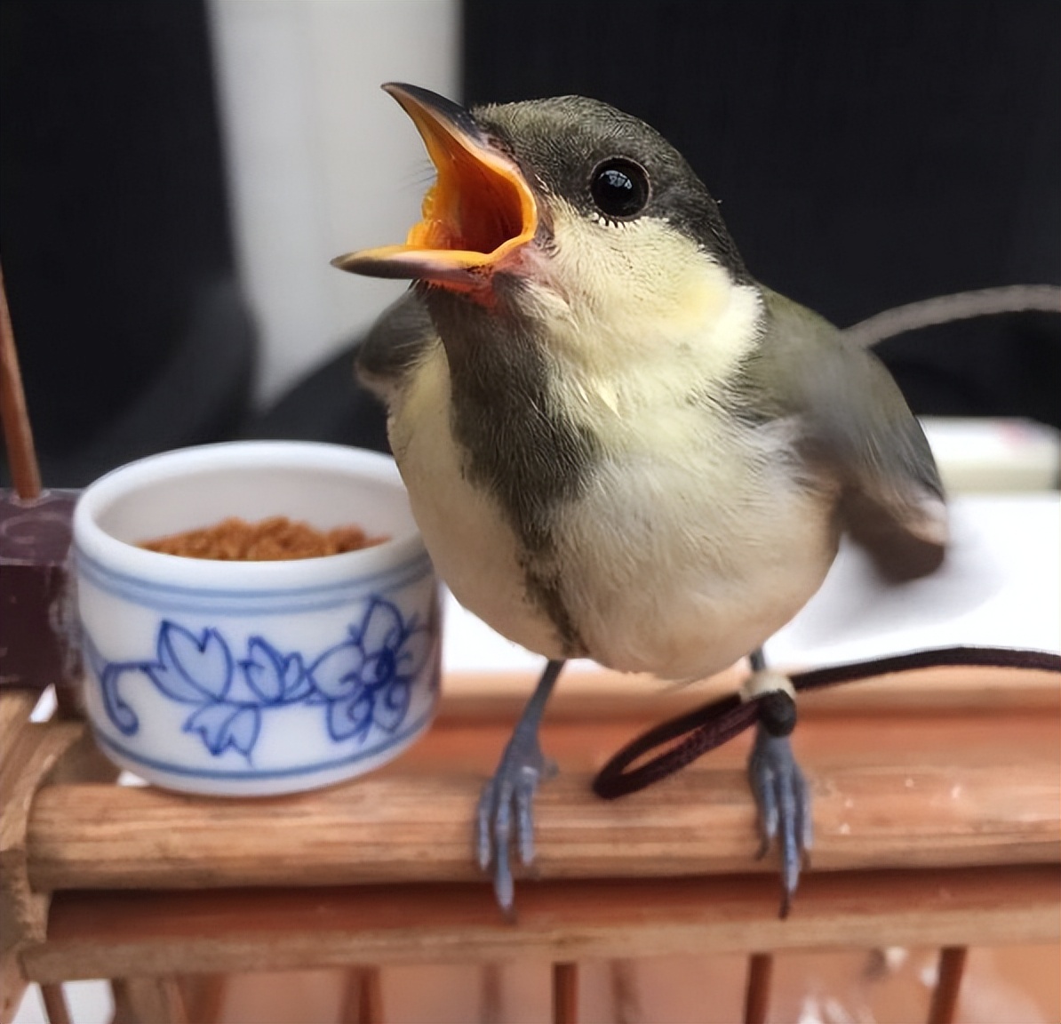 中国即将消失的养鸟文化六：这种鸟深受乾隆帝喜爱，为它特制笼子