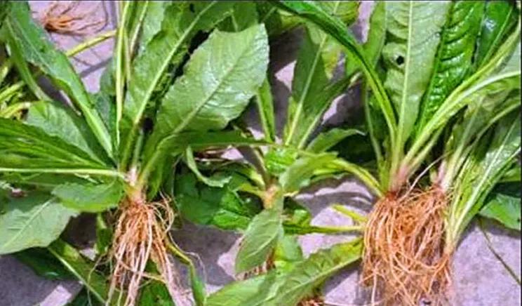 山货怎么赚钱,农村山货怎么赚钱