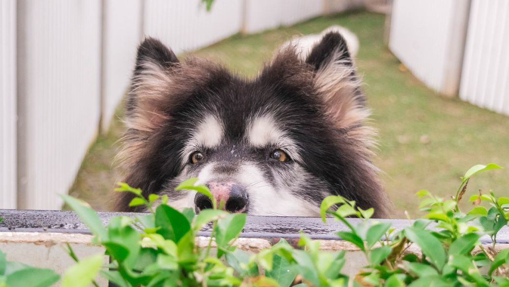 阿拉斯加呕吐了怎么办？