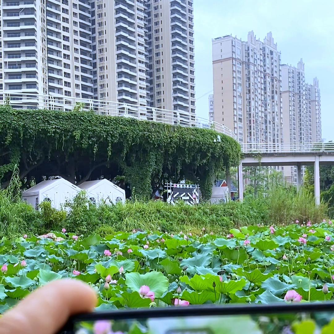 几招教会你，荷花怎么拍唯美视频#拍花技巧