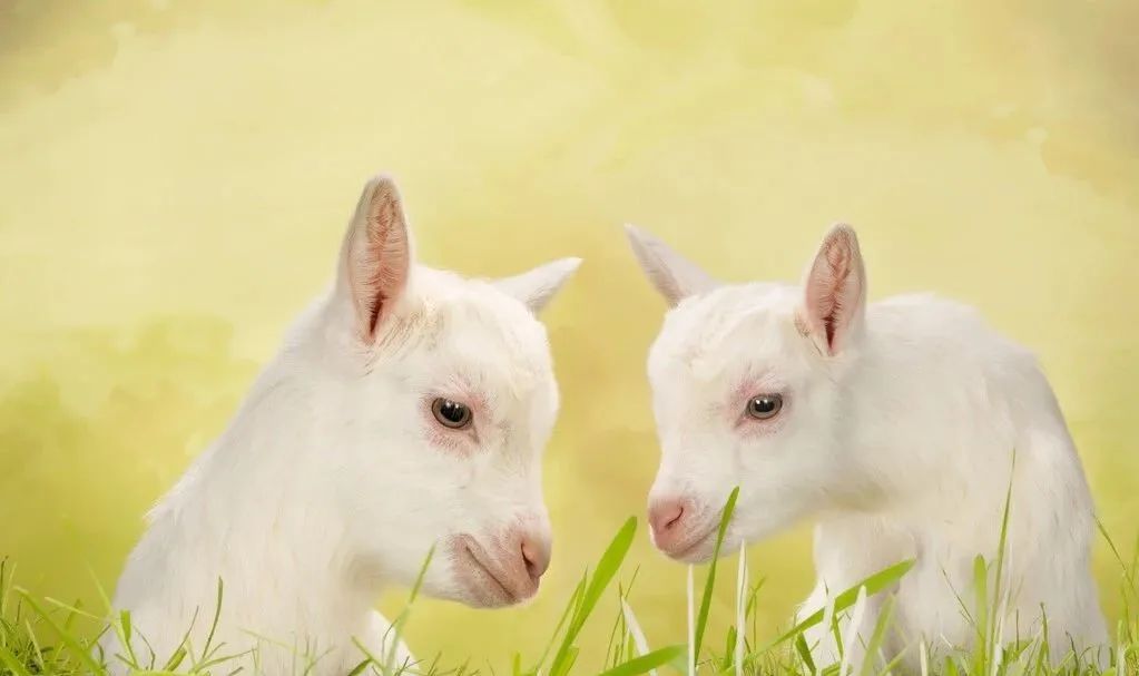 奶山羊常见有虫的症状,奶山羊最怕什么