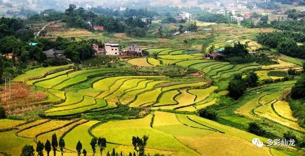 永川仙龙油菜花基地,仙龙油菜花节