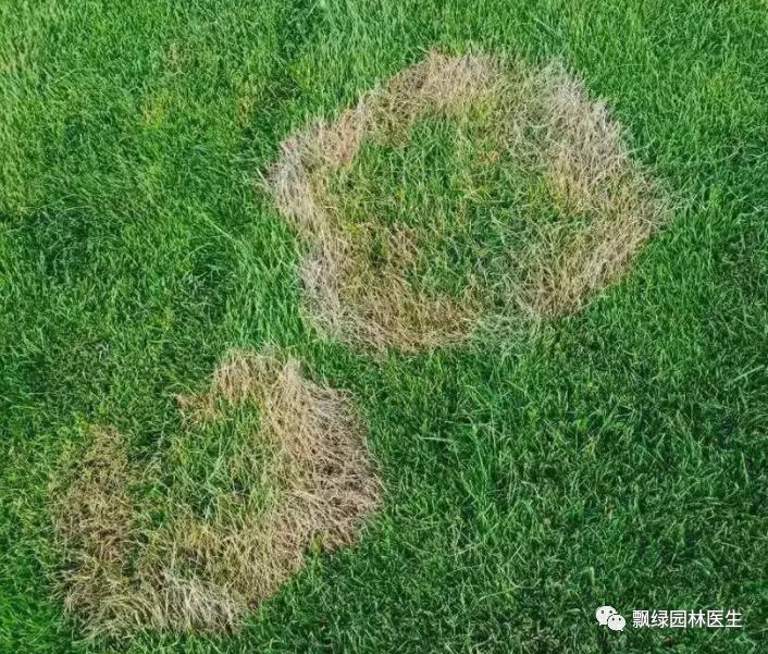 草坪发黄发枯是什么原因,草坪出现枯黄病怎么治理