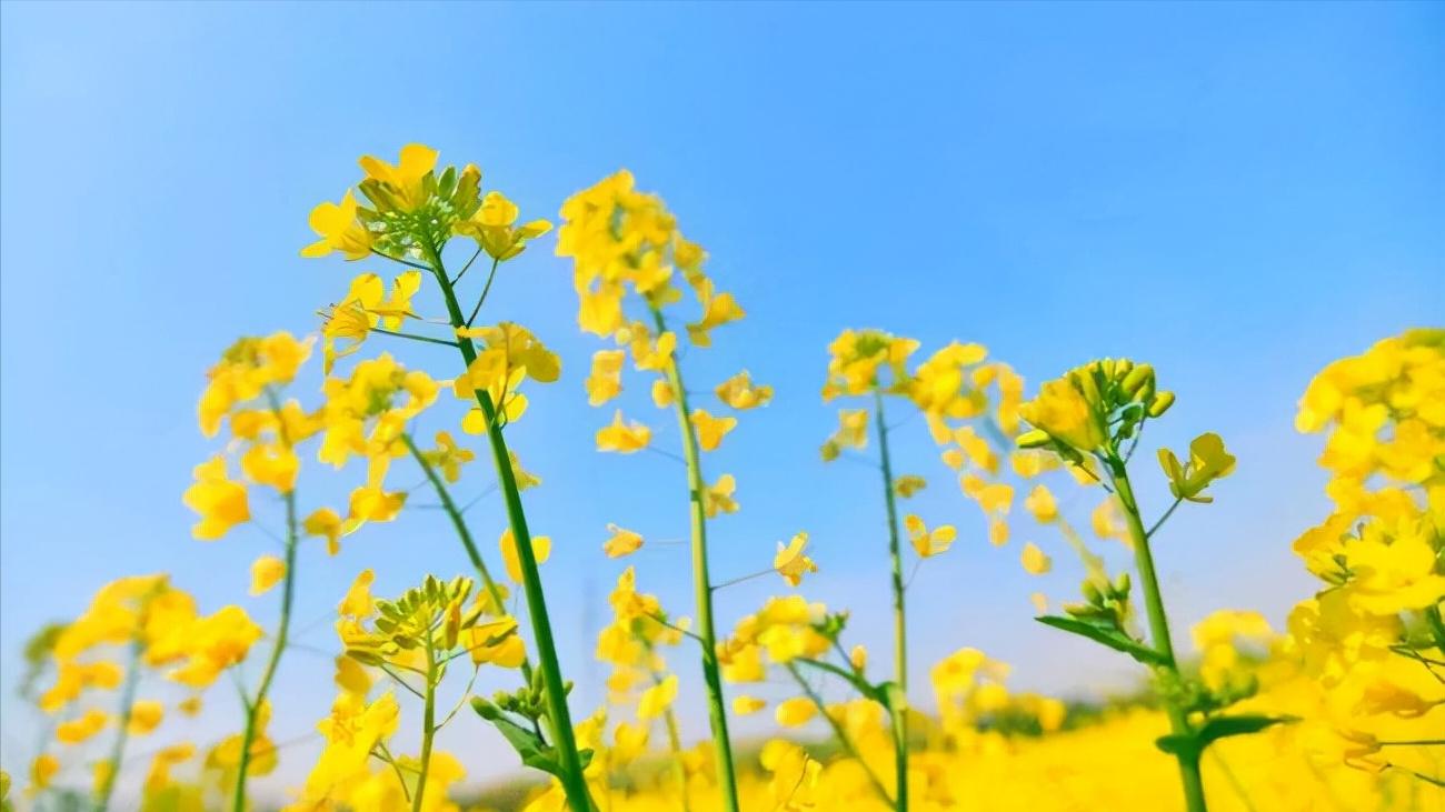 关于丛中戏蝶的古诗词,关于蝶和花的诗句古诗