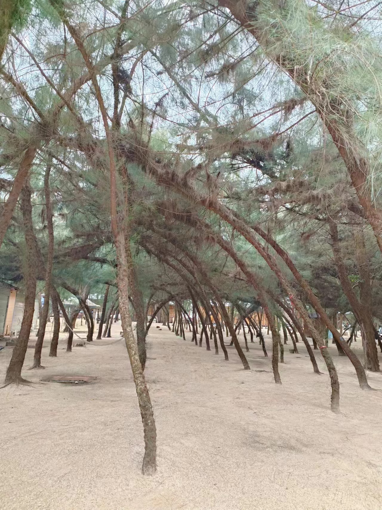 缤果预售价和实际价格,缤果有木有降价