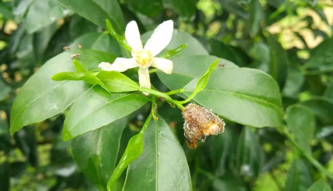 柑橘保果如何抢救看这篇就够了,柑橘保果知识点总结