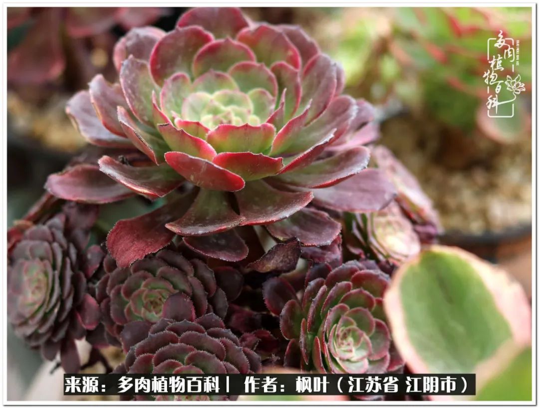 多肉植物的生长轨迹,多肉植物的养生方法