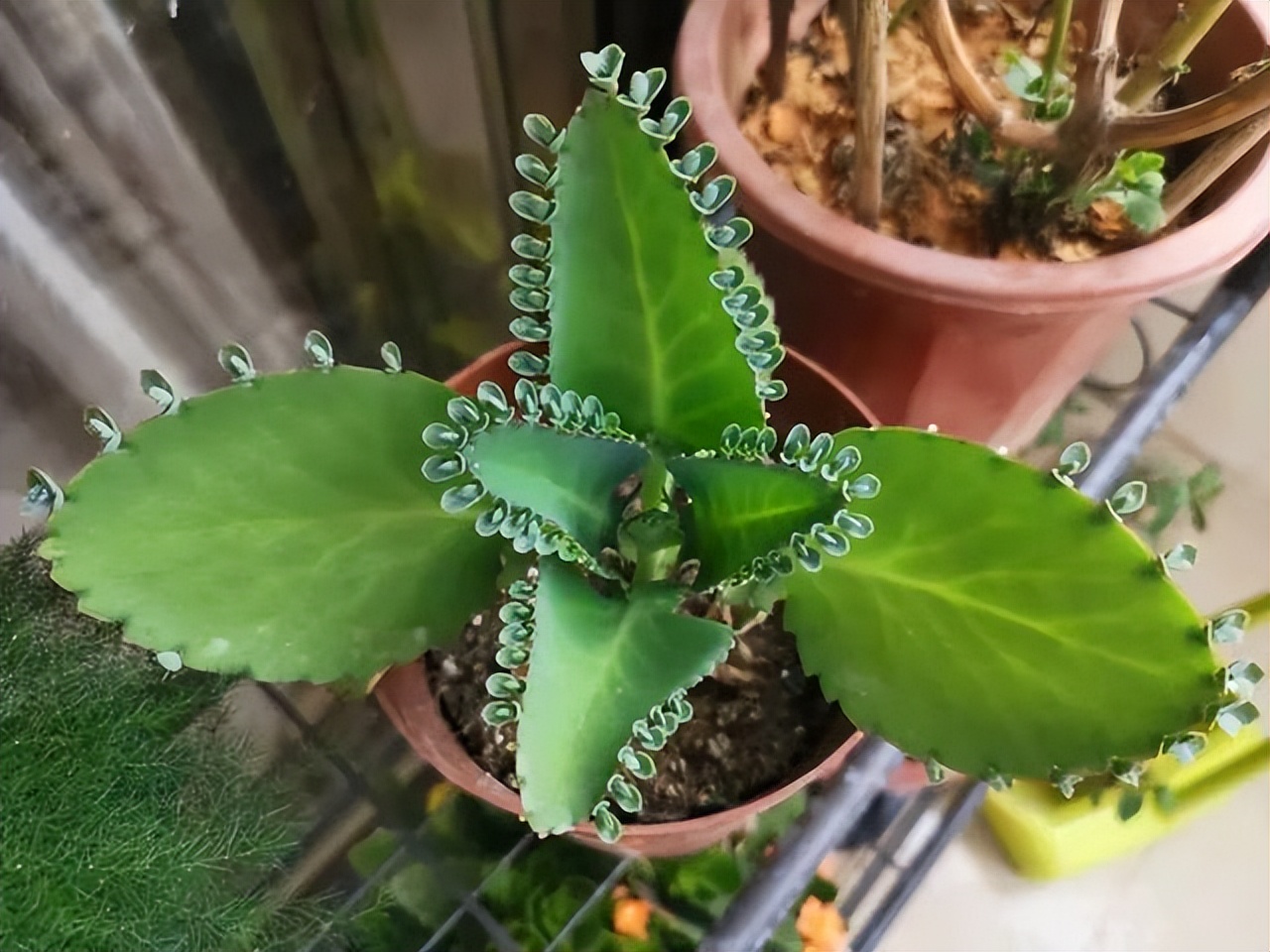 适合懒人在家养的10种花,户外适合懒人养的10种花