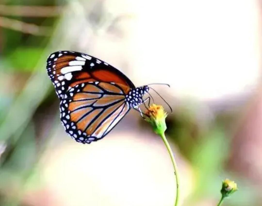 农村院里安个无线监控摄像头,农村家门口安装监控摄像头方法