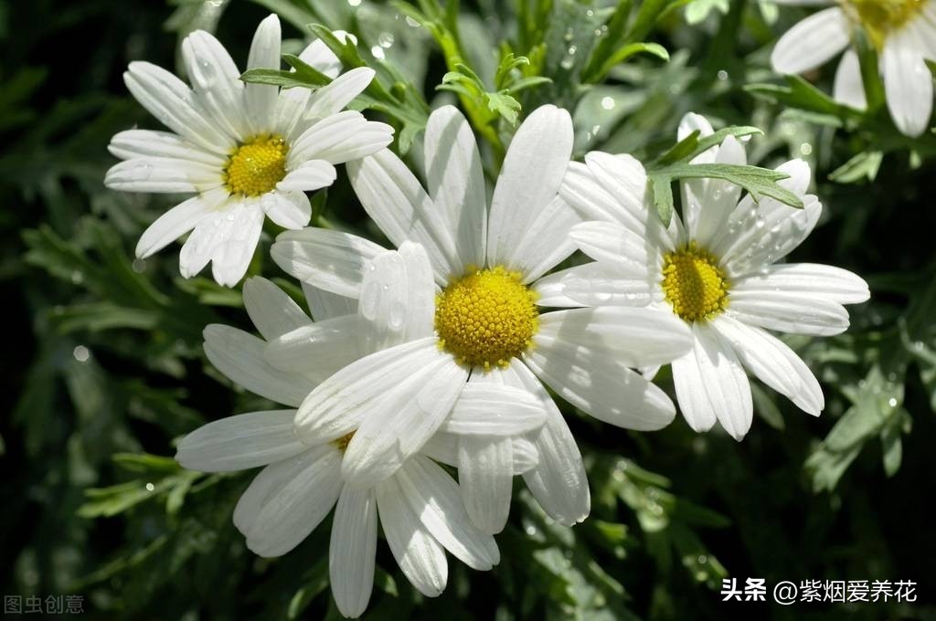 一丛黄菊花图片欣赏,五颜六色姹紫嫣红的鲜花