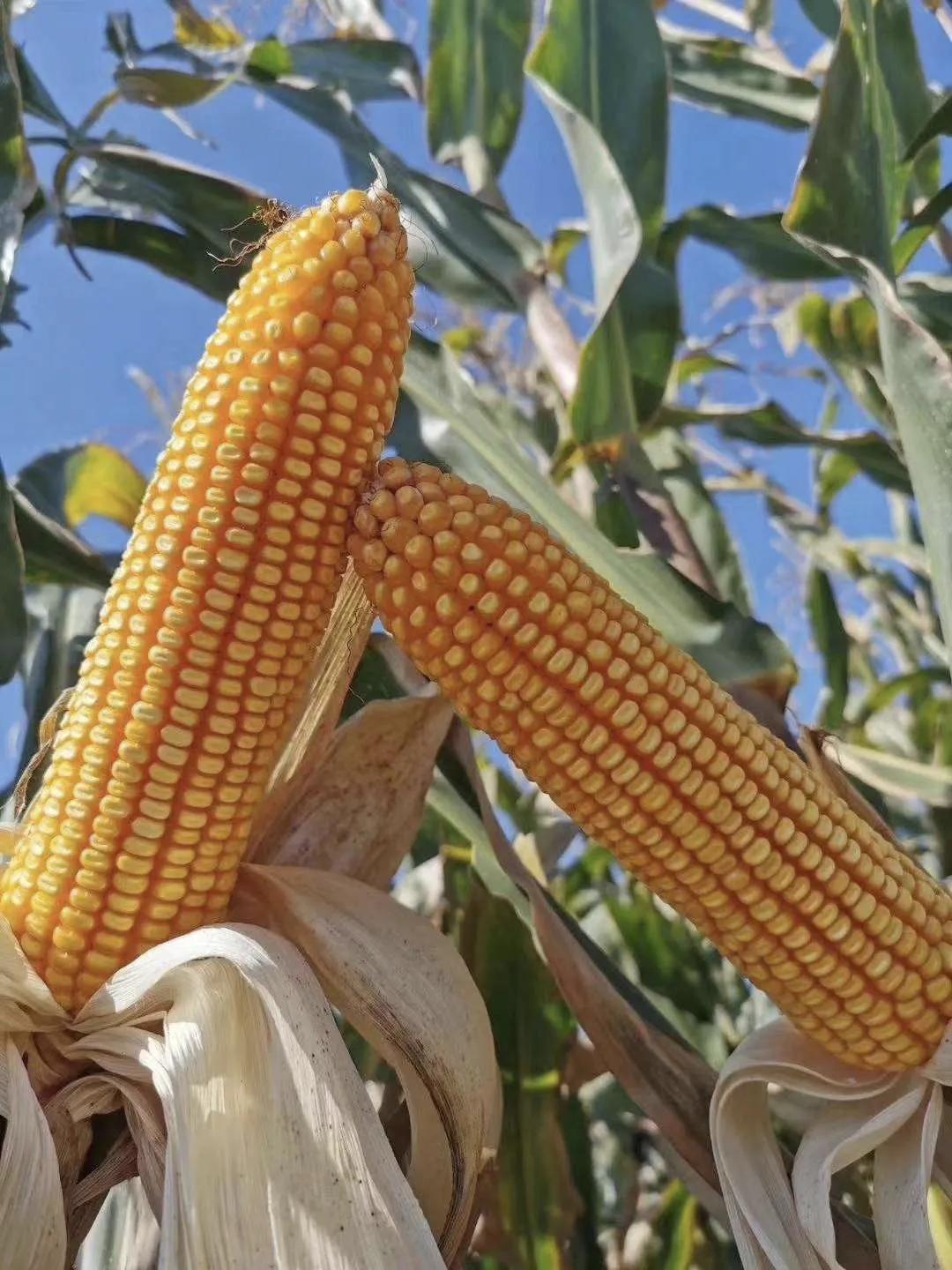 玉米高产新品种联创808产量怎么样,亩产3000斤玉米品种有哪些