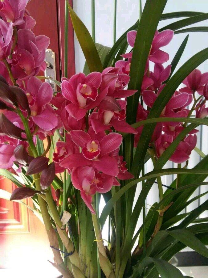 家中植物风水禁忌大全,家里养花对夫妻关系风水的讲究