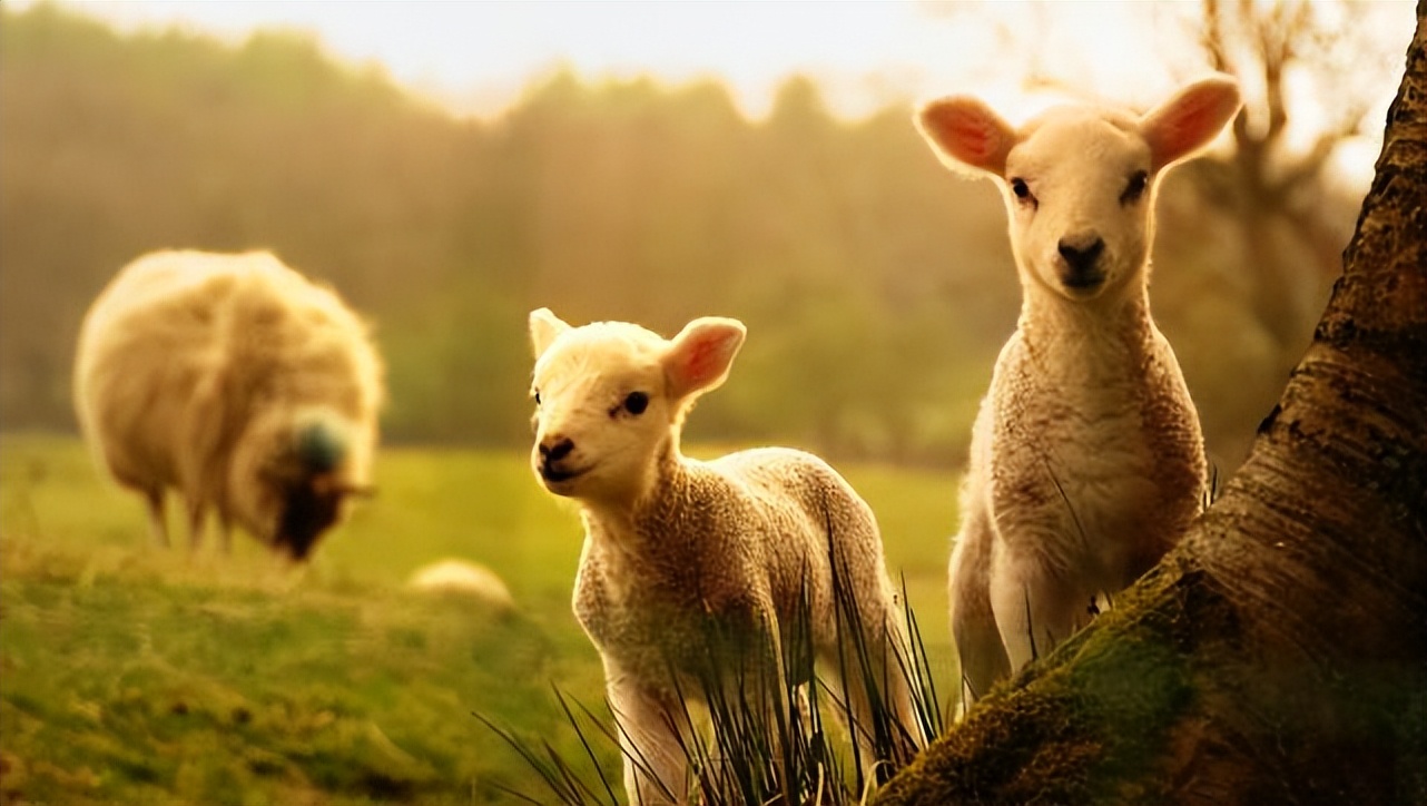 羊为什么贫血,僵羊弱羊调理方法