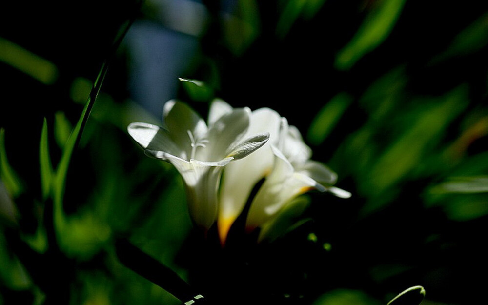 摩羯座的忍耐底线究竟有多少,摩羯座有什么不能触碰他们的底线