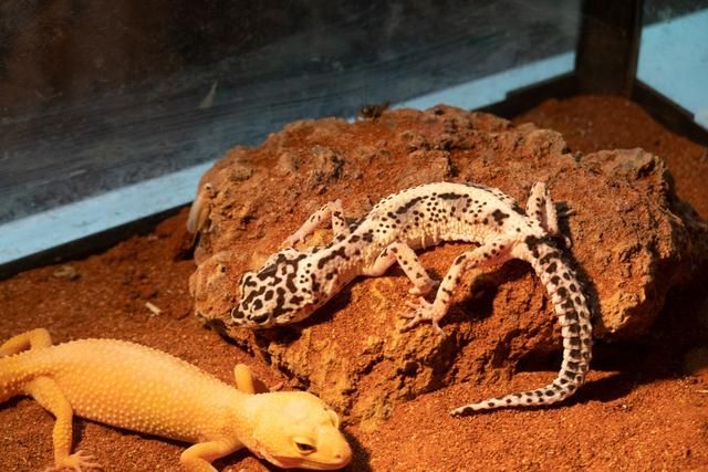 广州白云山风景区出现蛇,广州哪个景区好多蛇