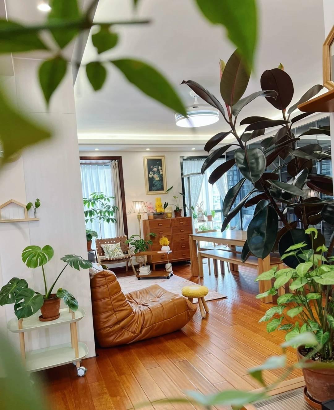 瞬间提升室内高级感的5种绿植,家里最适合养的高级感绿植