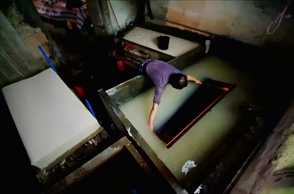 收藏竹子品种,收藏的竹子