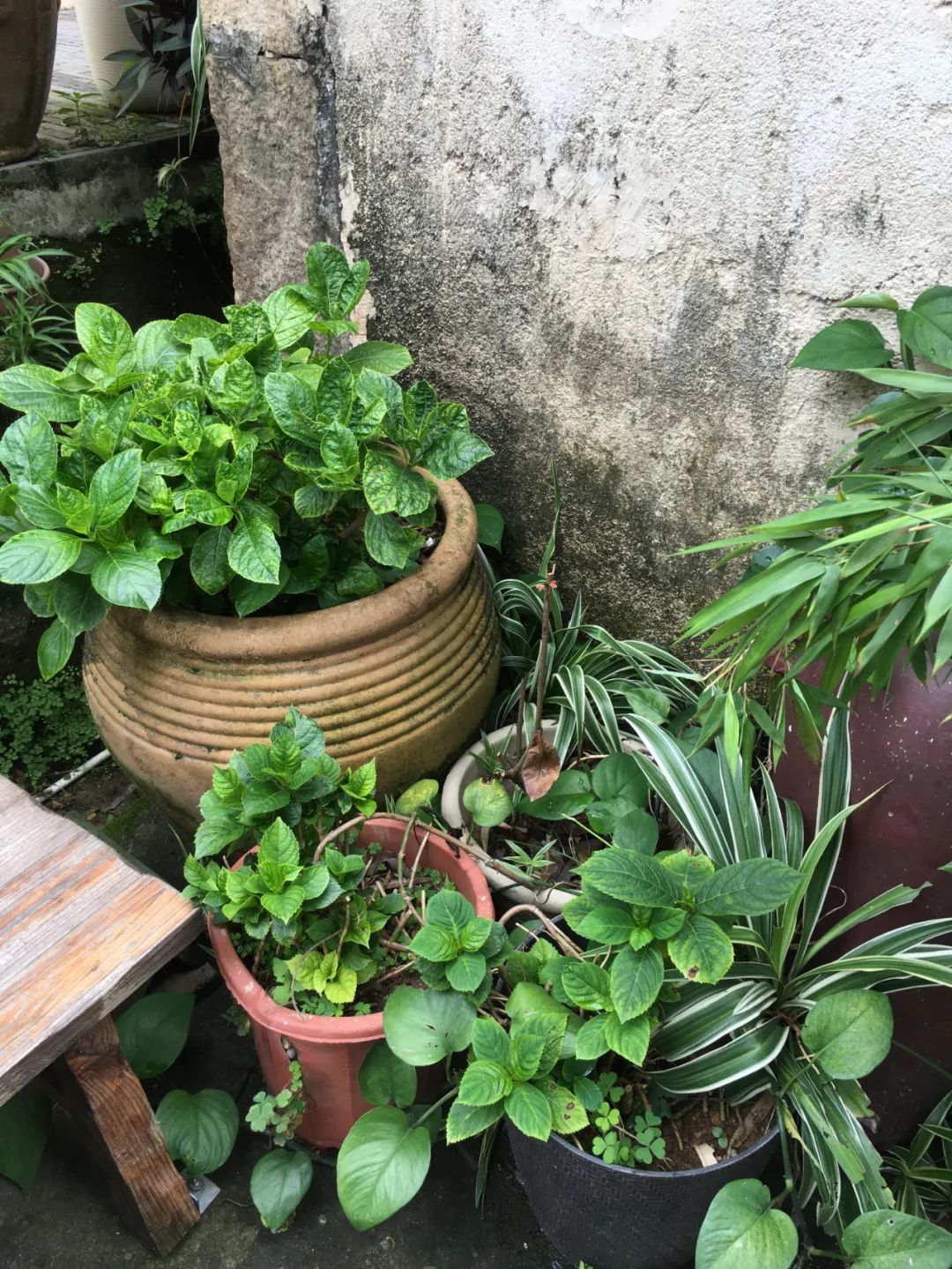 《旭光骑行深圳》第22站——龙华区观湖街道