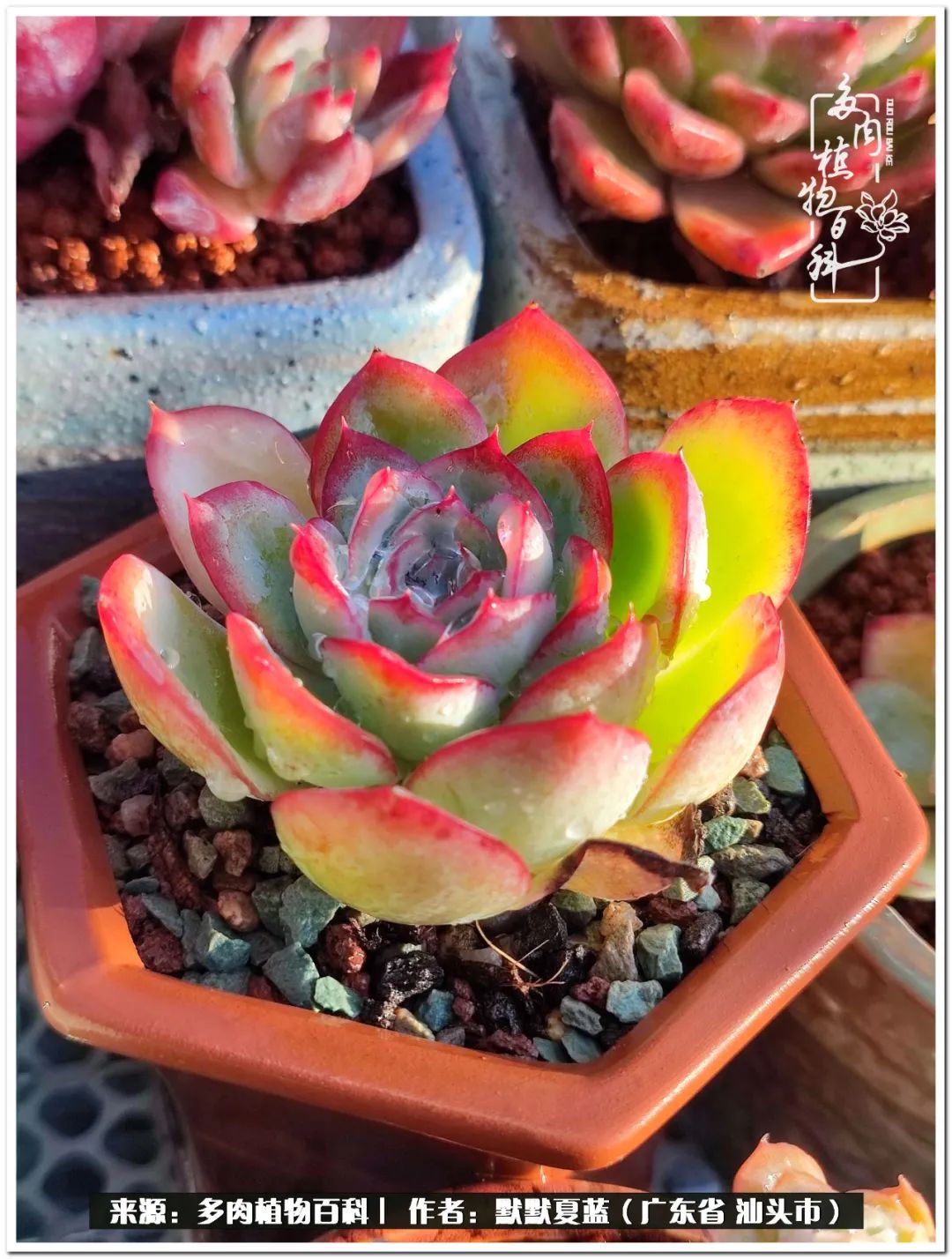 多肉虐我千百遍，我待多肉如初恋