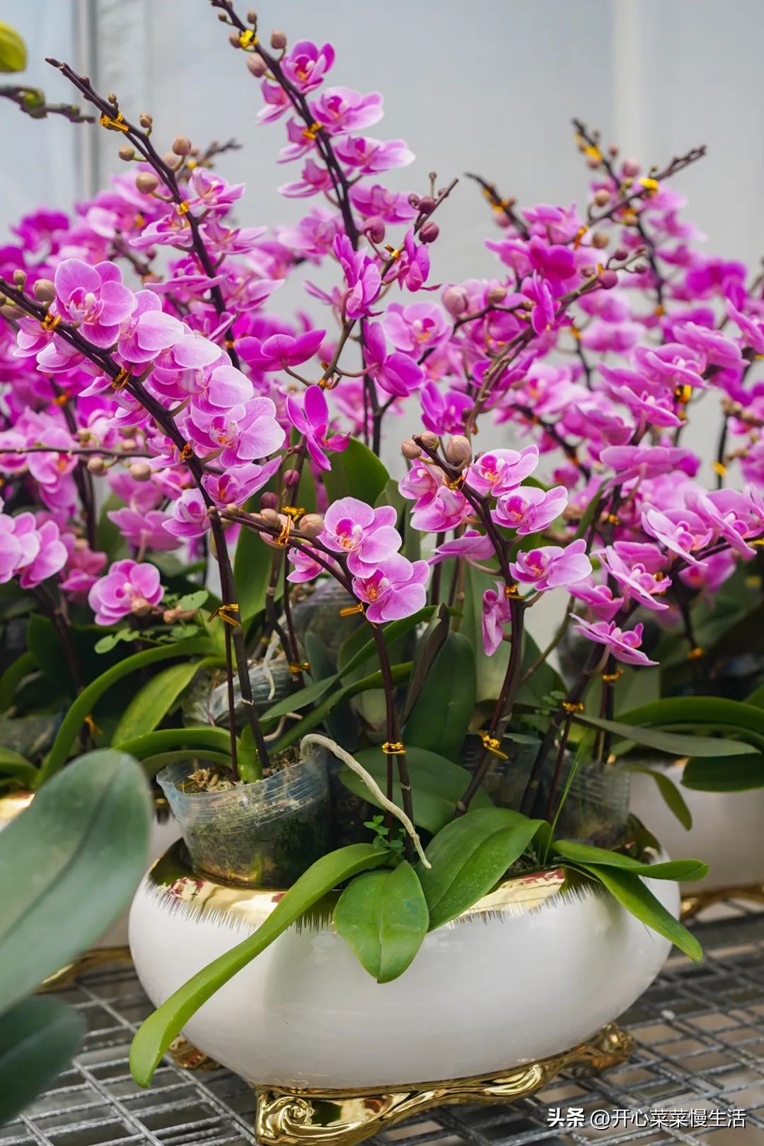 广东普宁有个万花园，由68座小花园组成，编织了农民美丽之梦