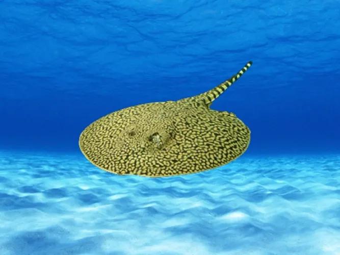 各种漂亮鱼的名称及图片,漂亮可爱的海水观赏鱼