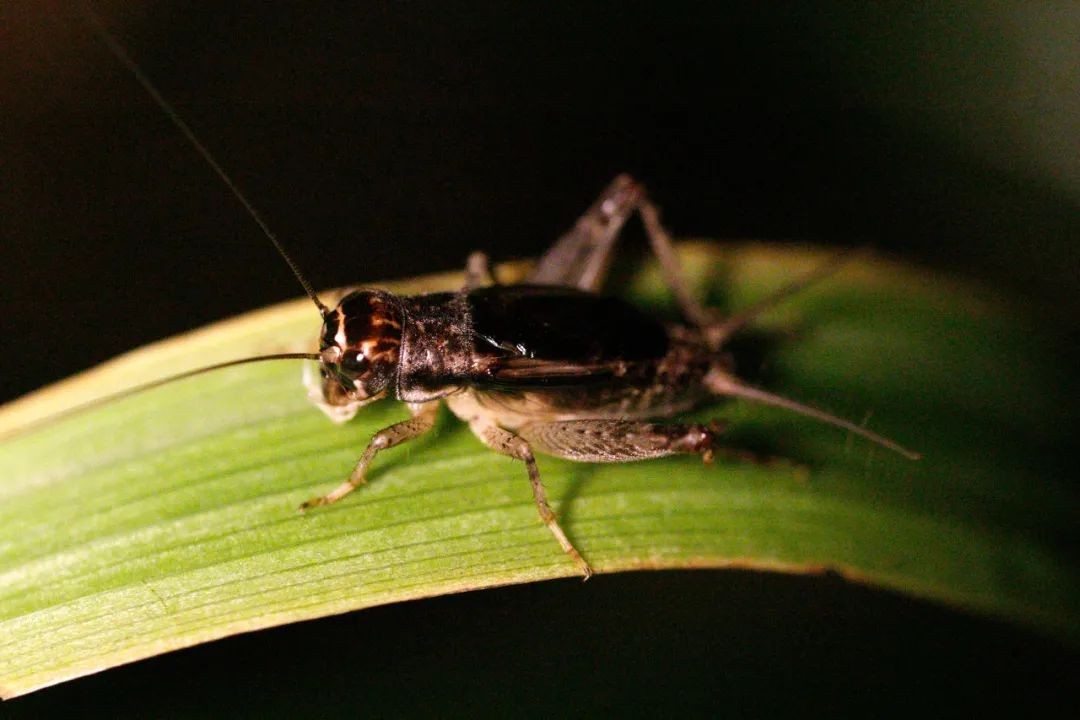 创业10万以内的项目,200平米创业成本最低的项目