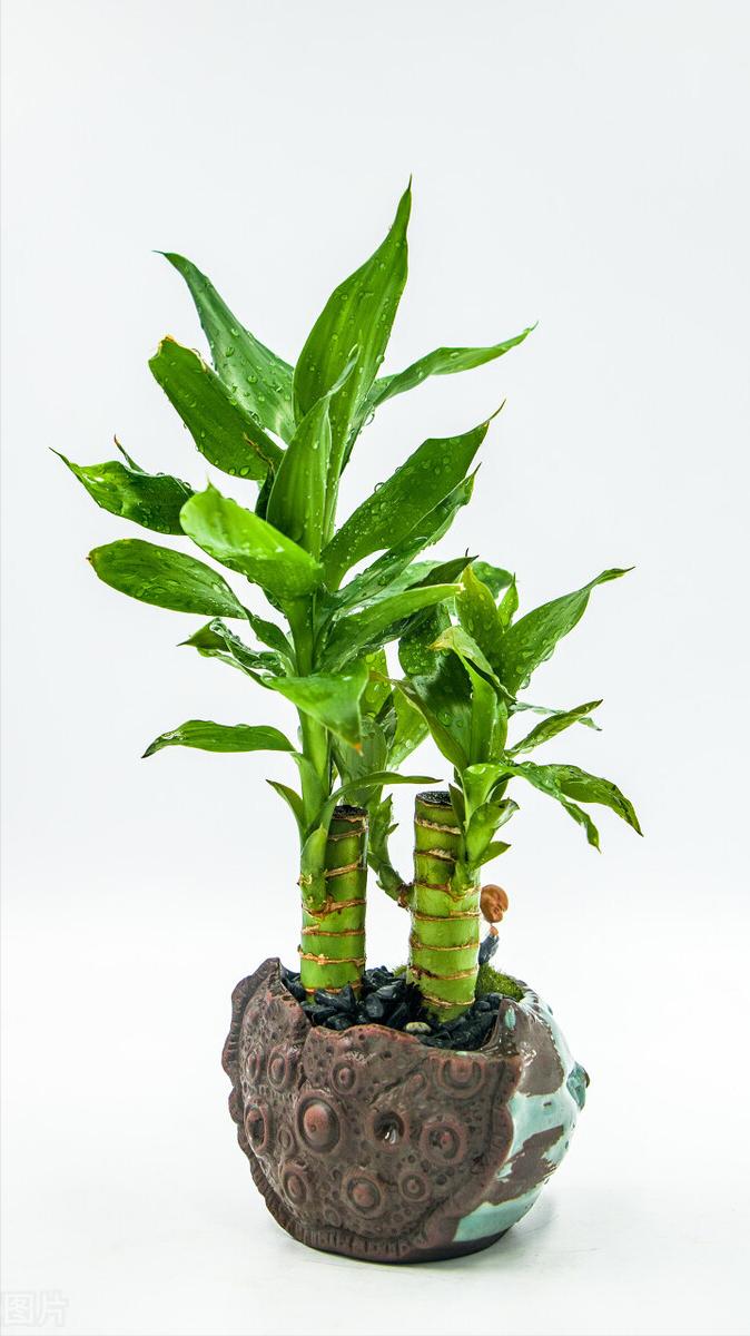 富贵竹应该怎么养才好活,你知道富贵竹怎么养吗