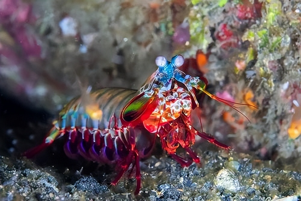 身穿外星机甲的“皮皮虾”，一锤150公斤力道，送给你舍得吃吗？