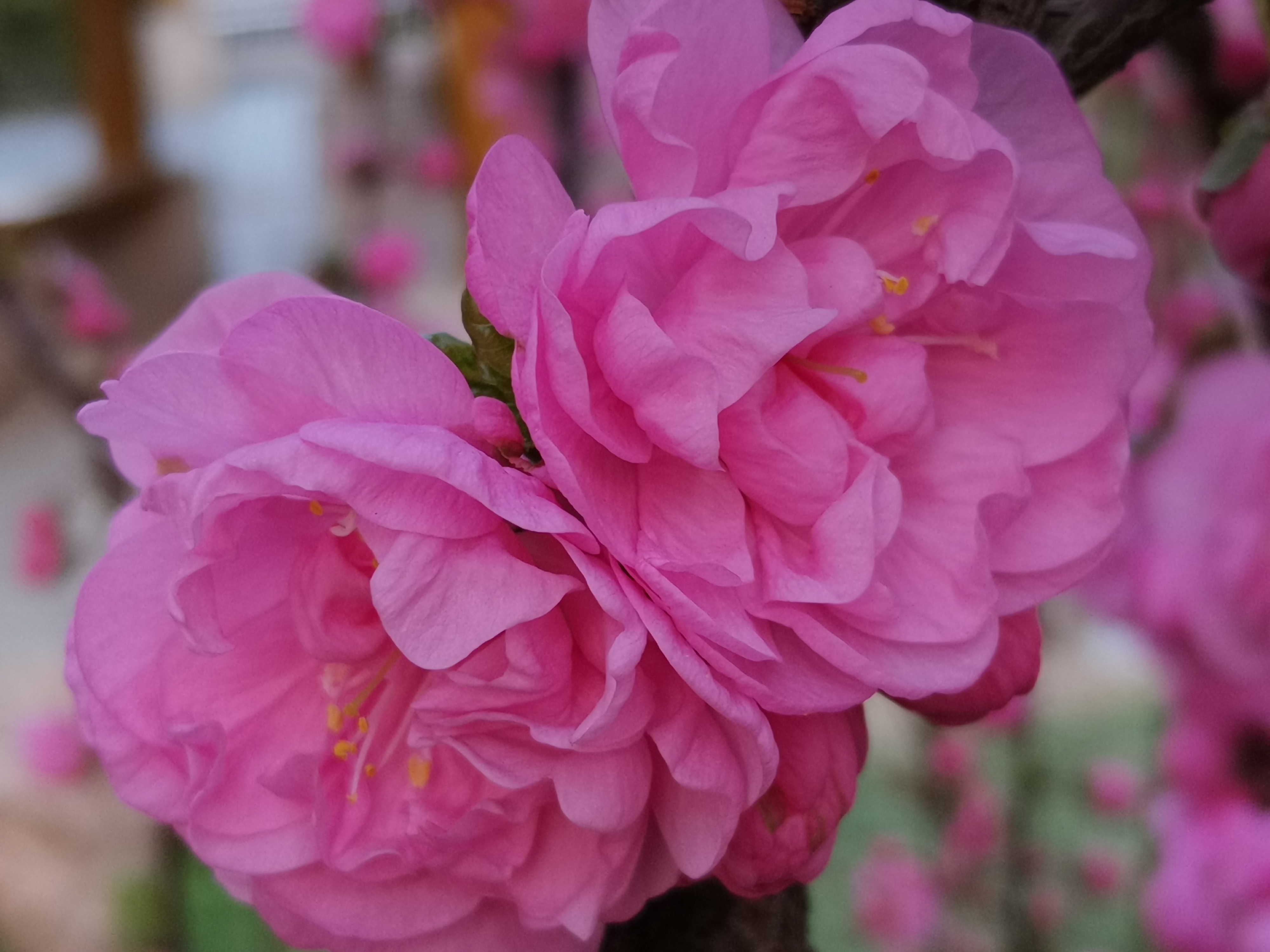 我的一段恋爱经历,回忆我的恋爱经历