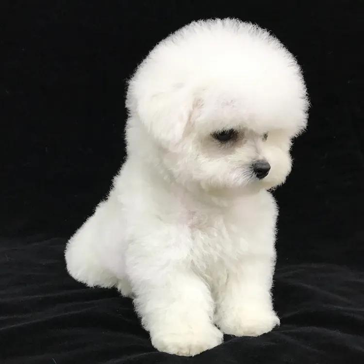 比熊10大缺点,比熊犬缺点视频