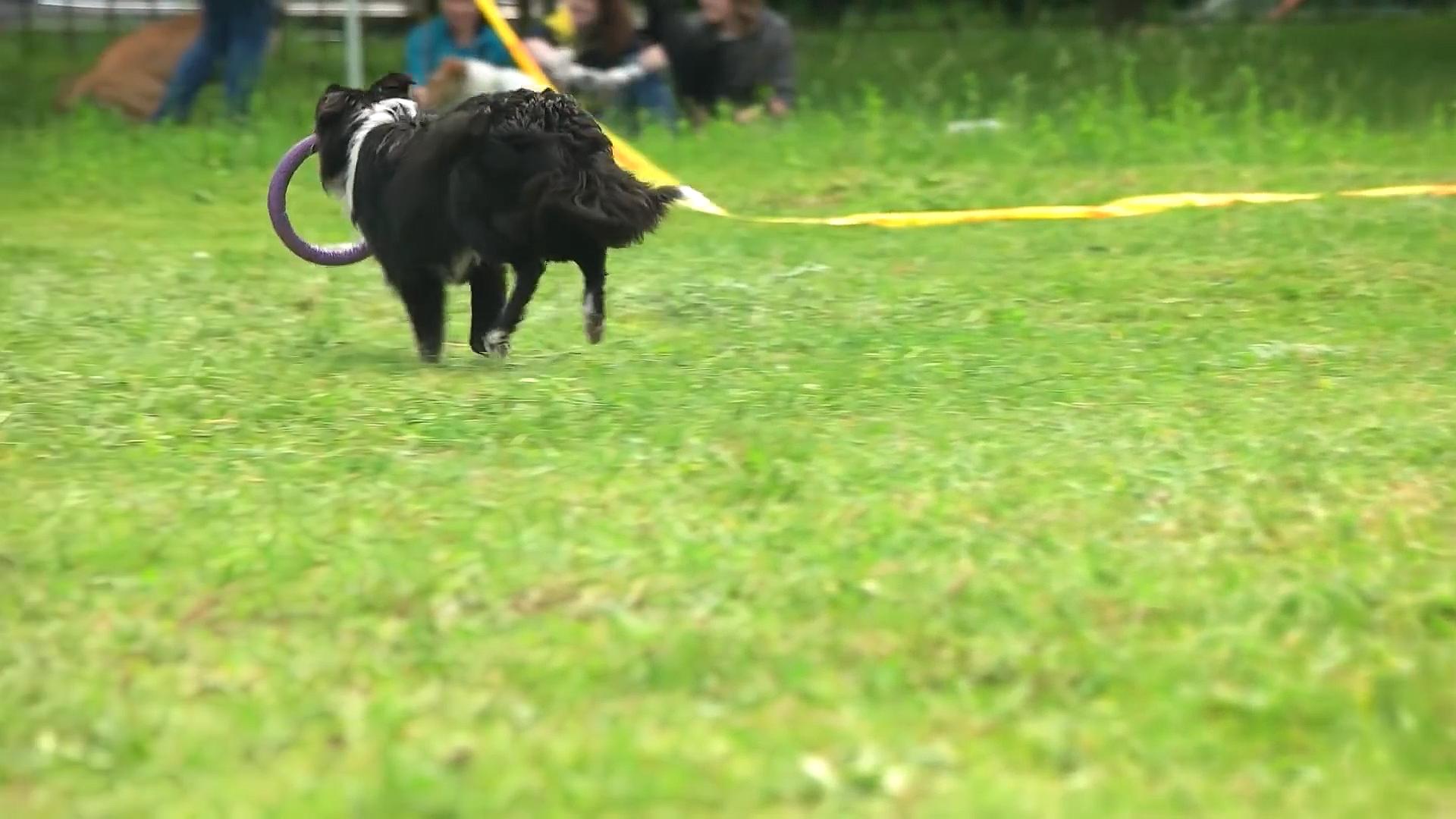 牧羊犬遭受狼群袭击,牧羊犬为什么叛变加入狼群