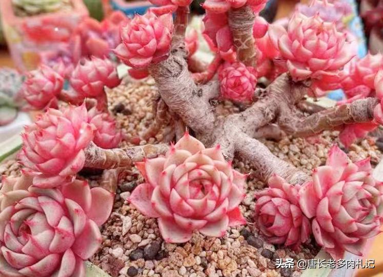 多肉苯巴蒂斯和吉娃娃哪个更好看,静夜多肉和苯巴蒂斯多肉的区别