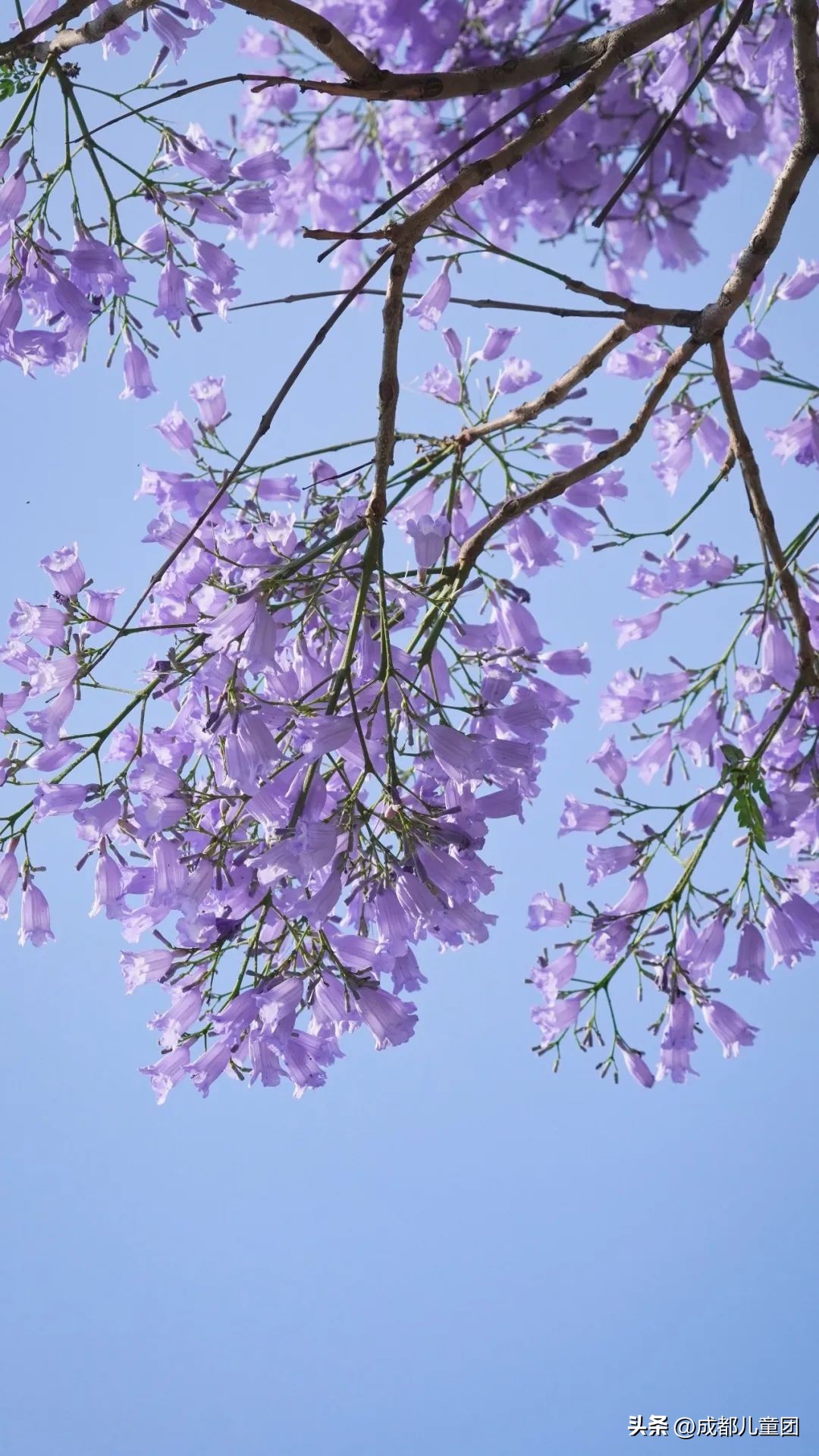 成都武晋路蓝花楹,昆明街头蓝花楹绽放成梦幻花海