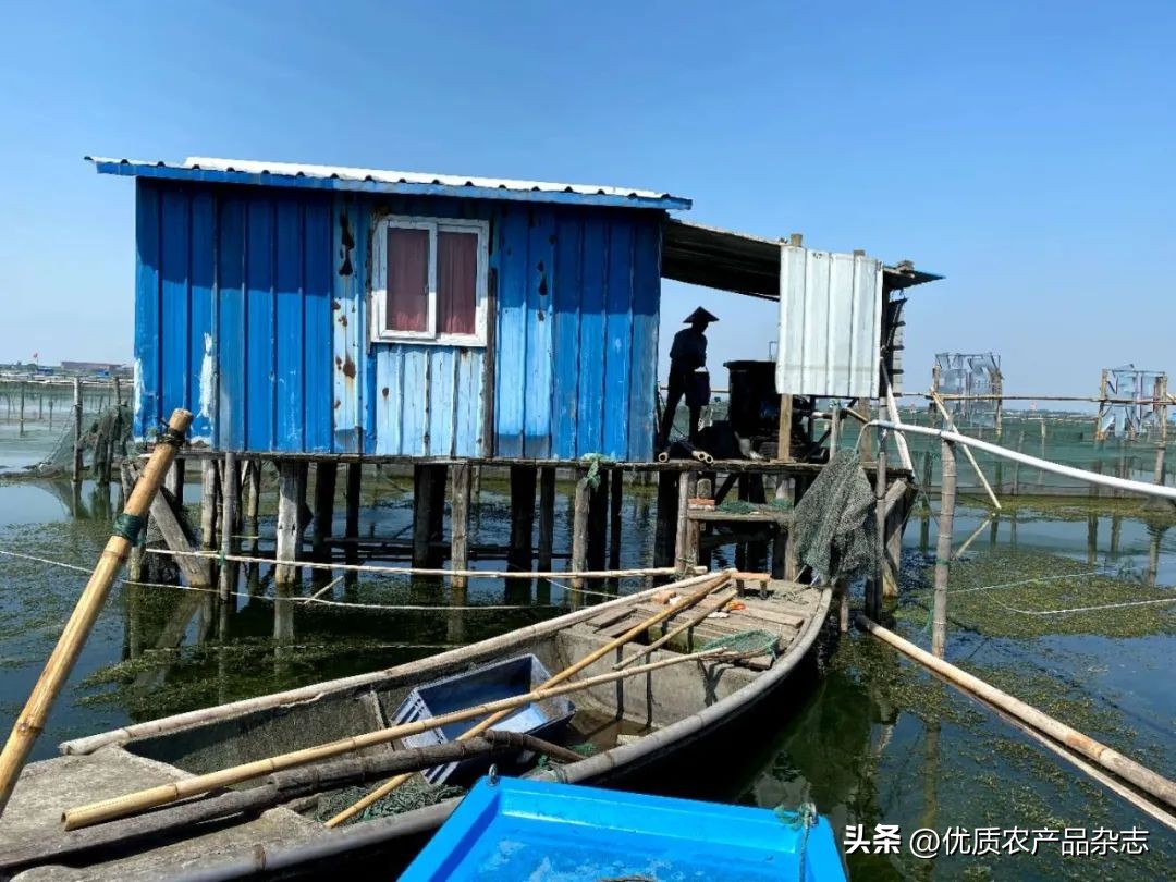 阳澄湖大闸蟹母蟹公蟹怎么分别,阳澄湖大闸蟹三十多年的吃蟹经验