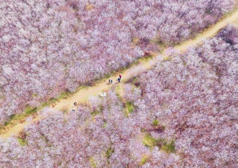 西安桃花观赏最佳地点,西安桃花潭公园桃花什么时候开
