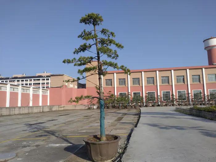 画与景,幼儿长卷画景