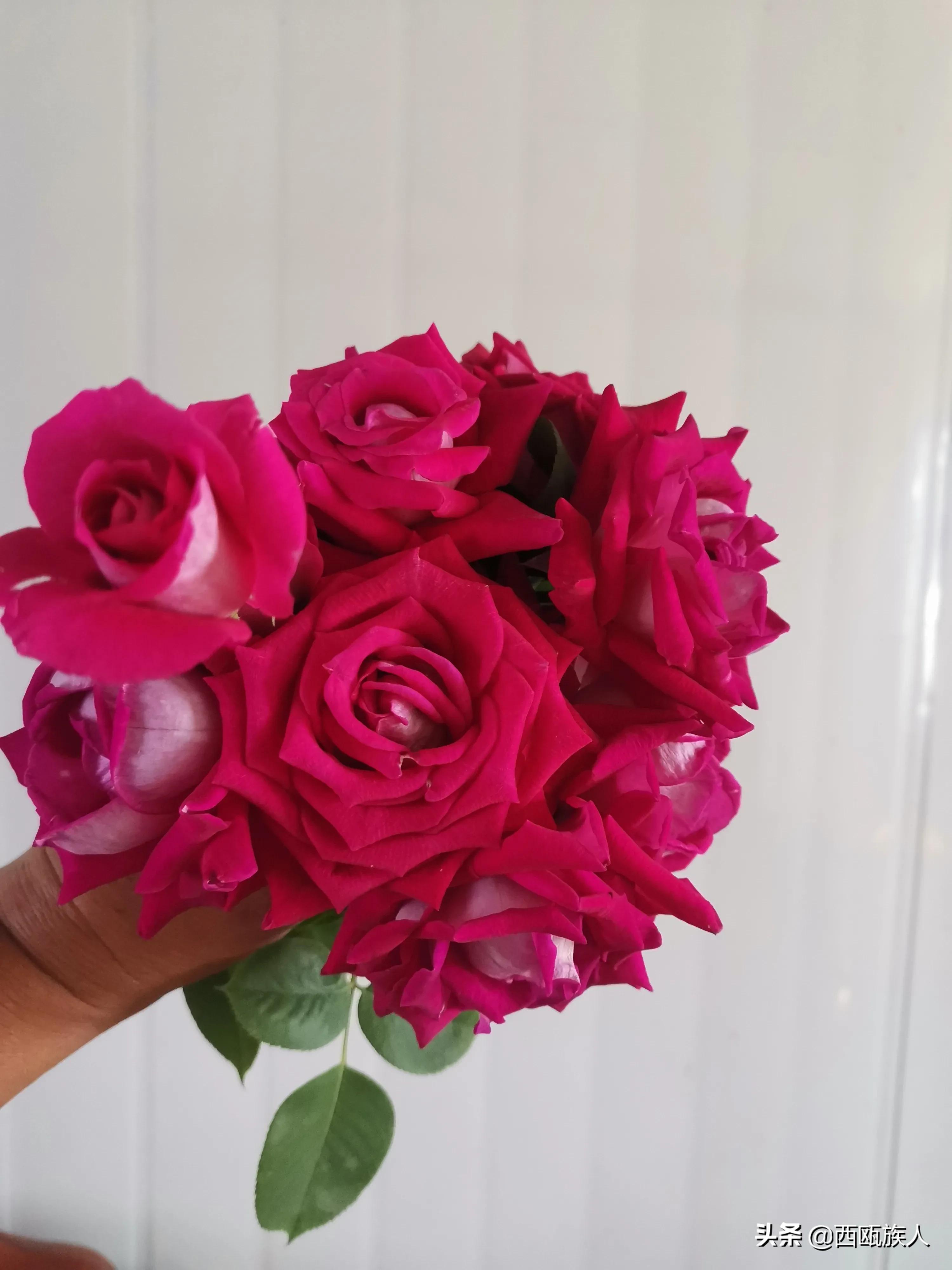 月季花最佳观赏时间,月季花鲜切花养护方法