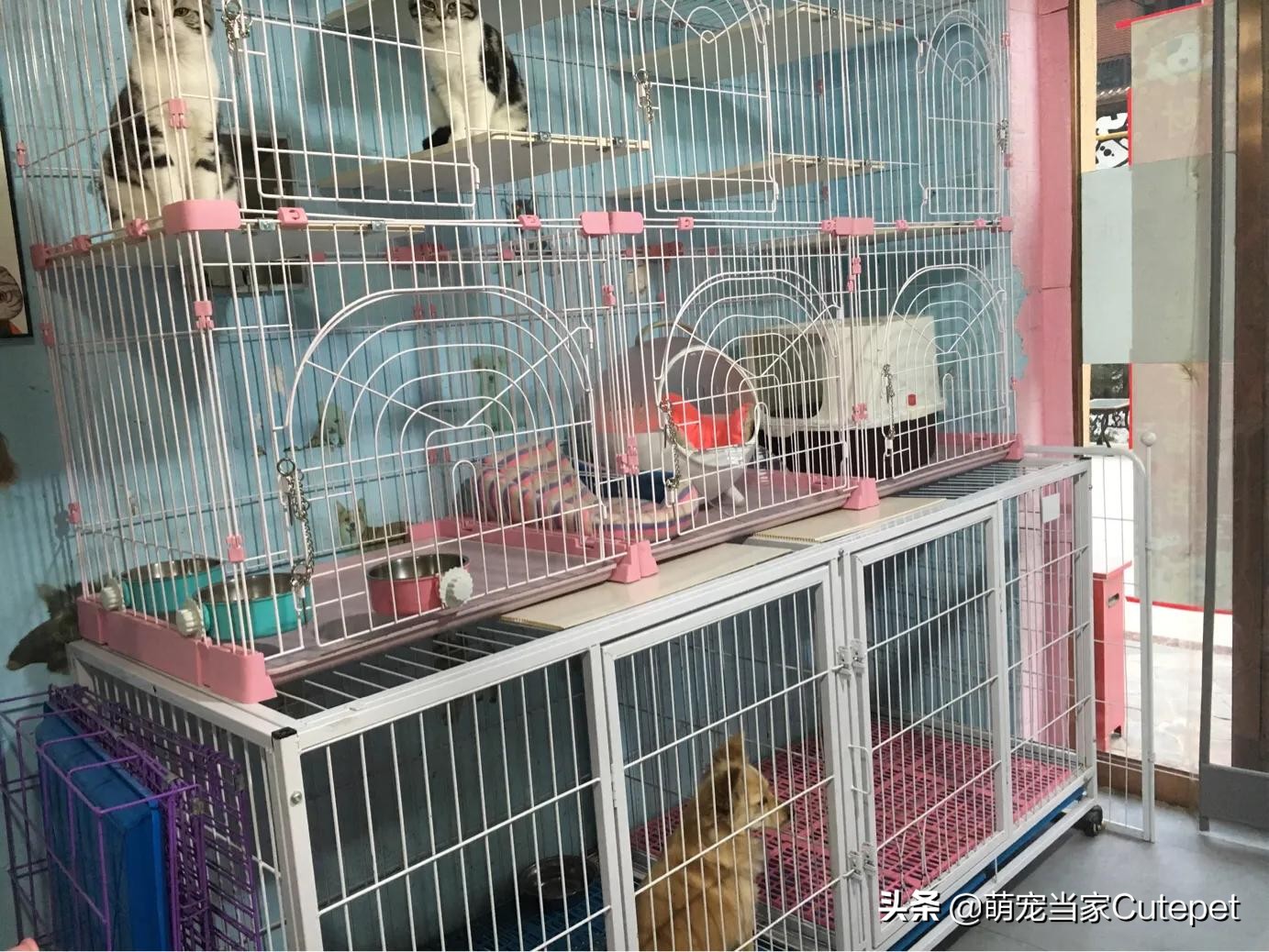 宠物店洗护只能做引流吗,开宠物洗护店和用品店哪个挣钱