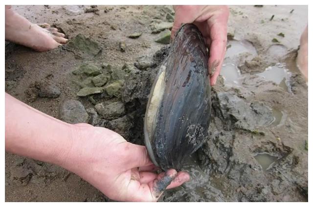 山东吃的特色美食清真,山东地方菜最有名的30道菜