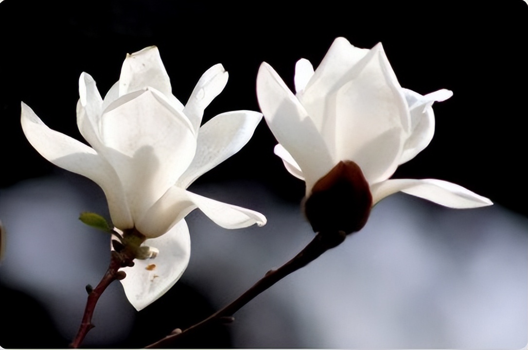 很有诗意的成语南柯一梦,成语南柯一梦的故事