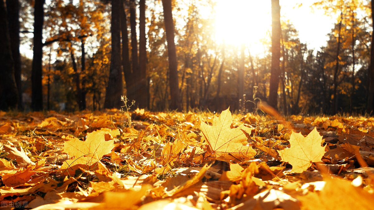 中年婚姻全集视频,中年婚姻全文