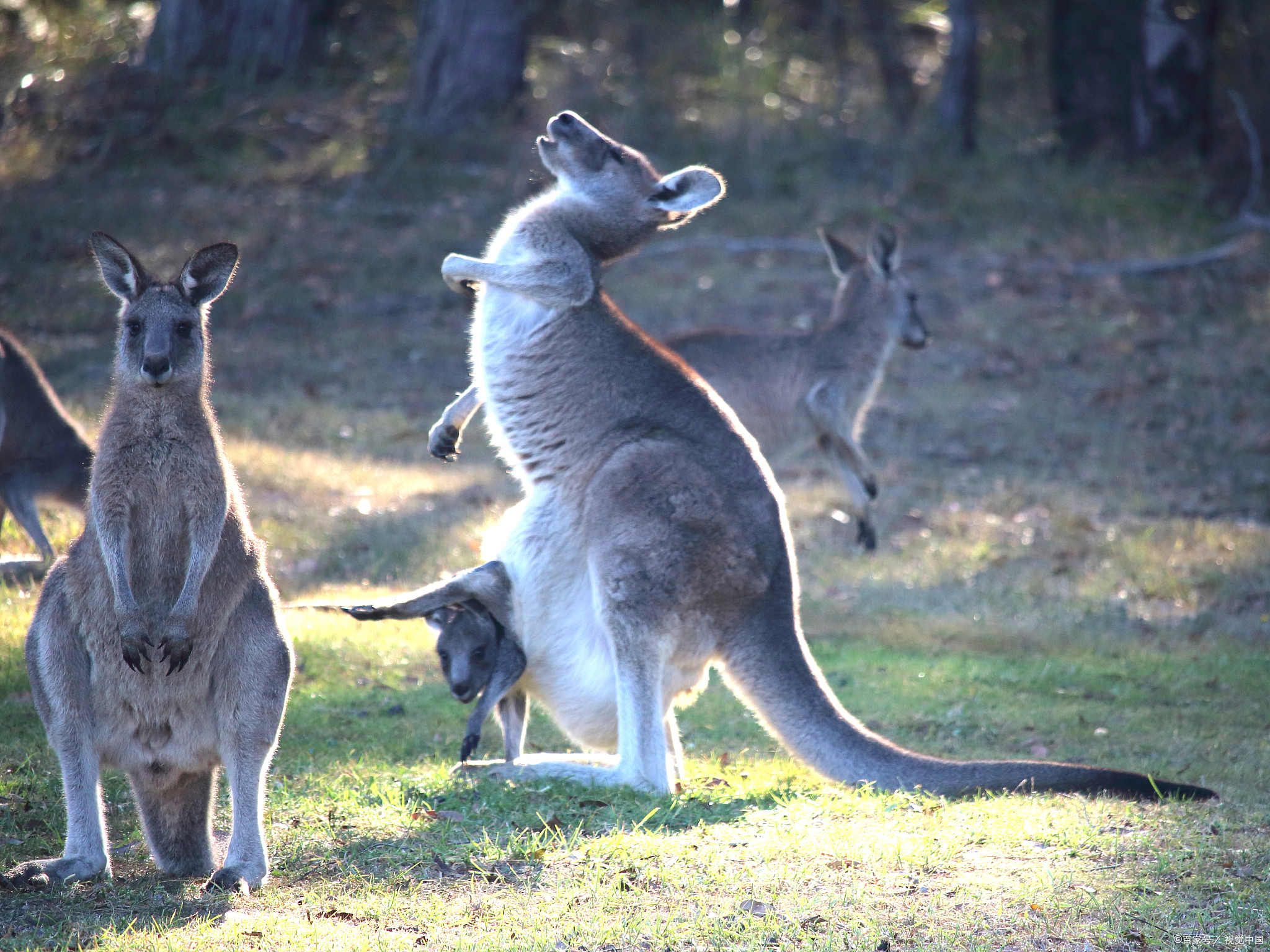 大自然中神奇的生物,探秘自然动植物