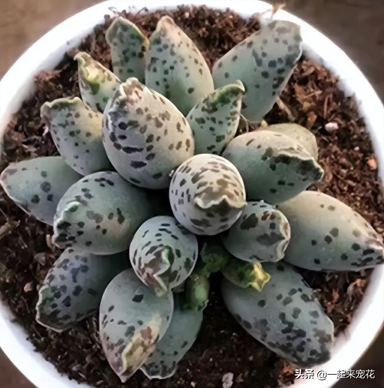 哪些多肉度夏必须断水,夏天养4种花耐热耐晒开花多又勤