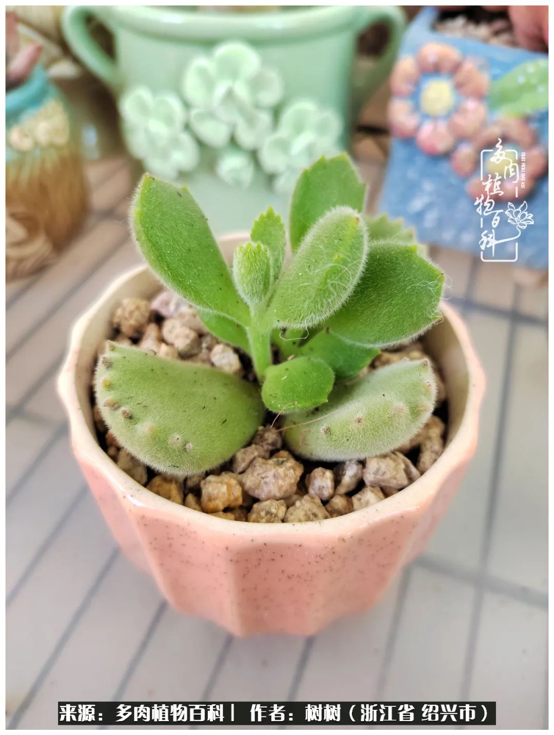 又临寒冬，暖阳下携手肉肉赏姹紫嫣红！