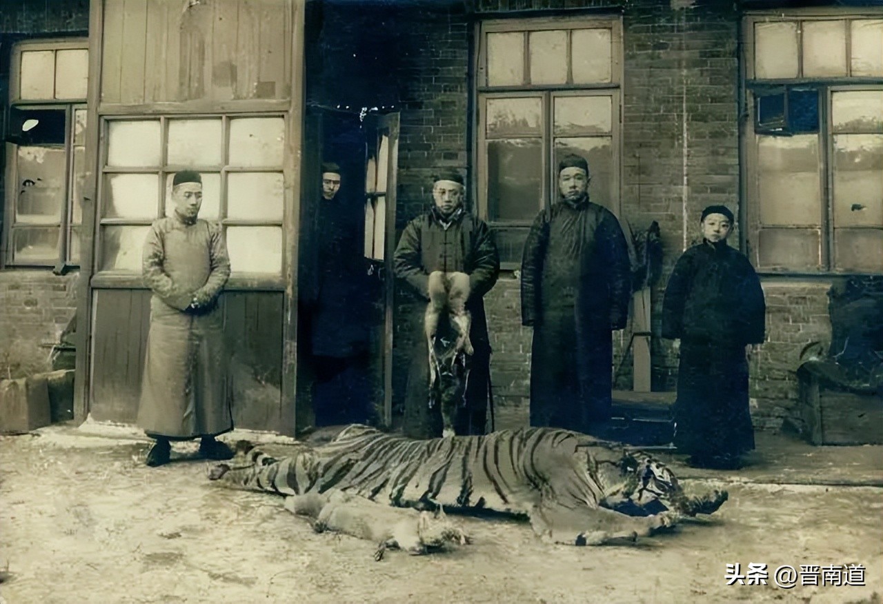 猛虎行│山西老虎的前世今生