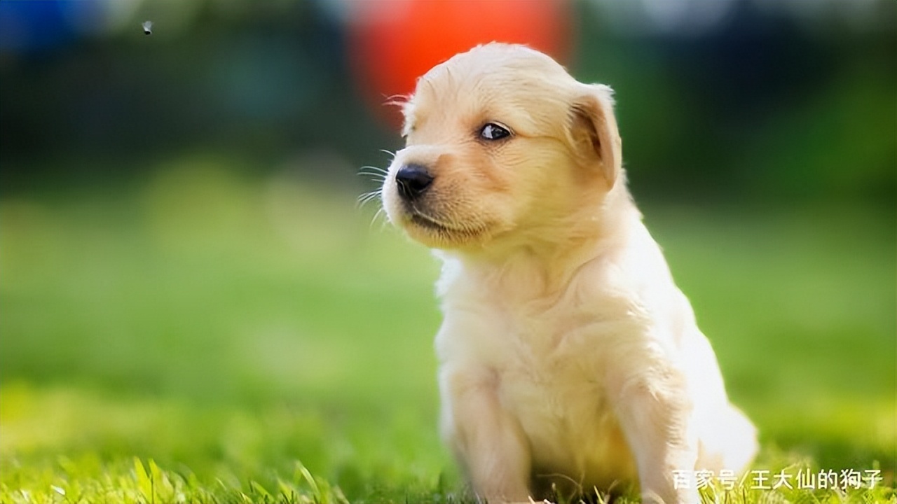 狗狗肠胃腹泻,狗狗肠胃拉稀带血呕吐