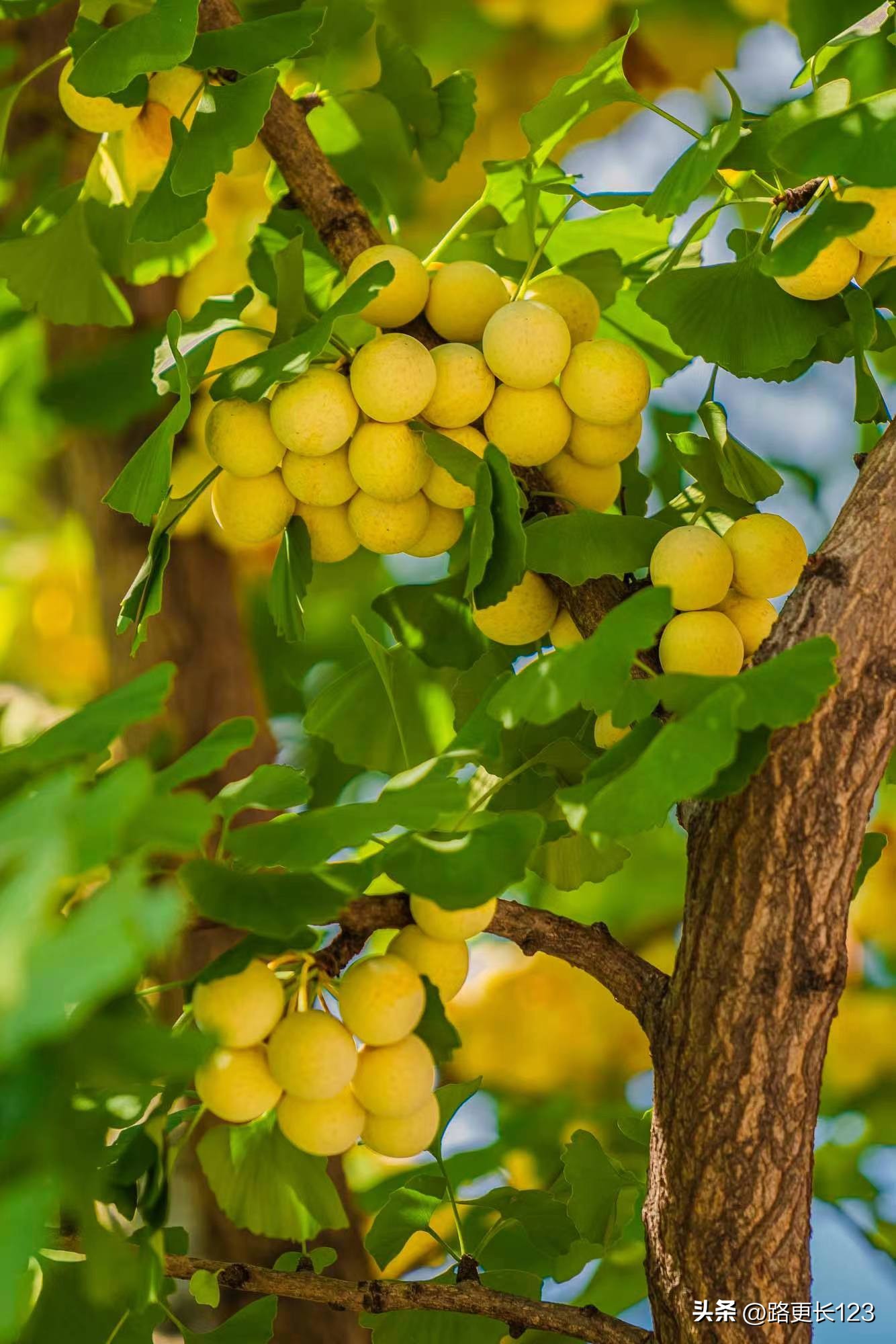 有关秋实的散文,秋实经典散文