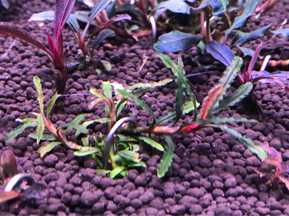 辣椒榕水草需要水草泥吗,幽灵辣椒榕能栽水草泥里吗